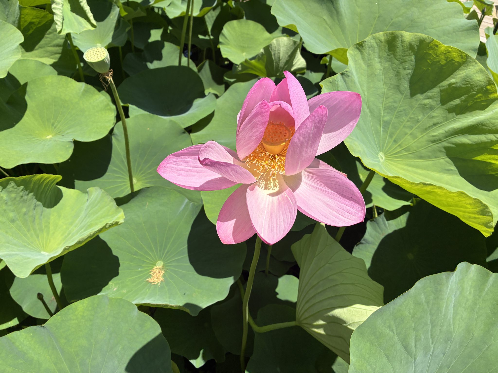 Pinke Lotusblüte auf dem Wasser