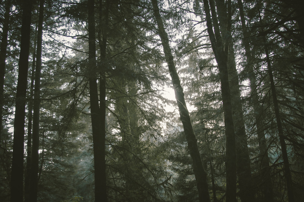 Licht fällt durch den Wald