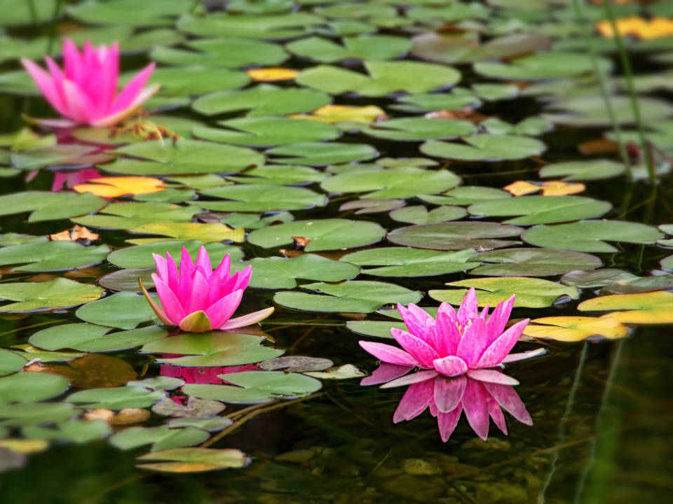 Zarte Blüte auf dem Wasser